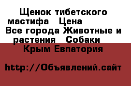 Щенок тибетского мастифа › Цена ­ 60 000 - Все города Животные и растения » Собаки   . Крым,Евпатория